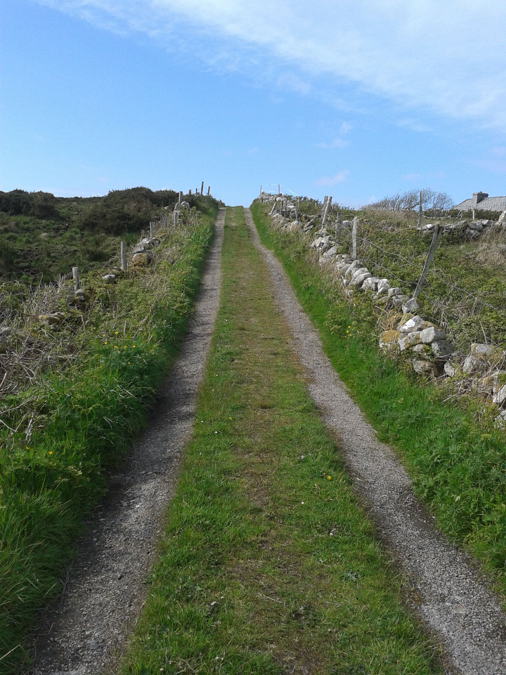 Why were four times more girls than boys referred to the Tavistock last year from Ireland?