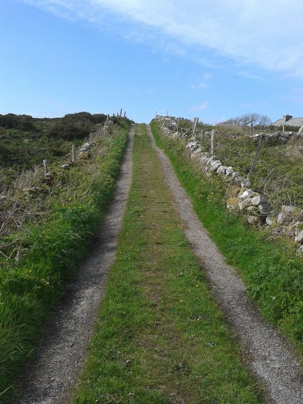 Why were four times more girls than boys referred to the Tavistock last year from Ireland?